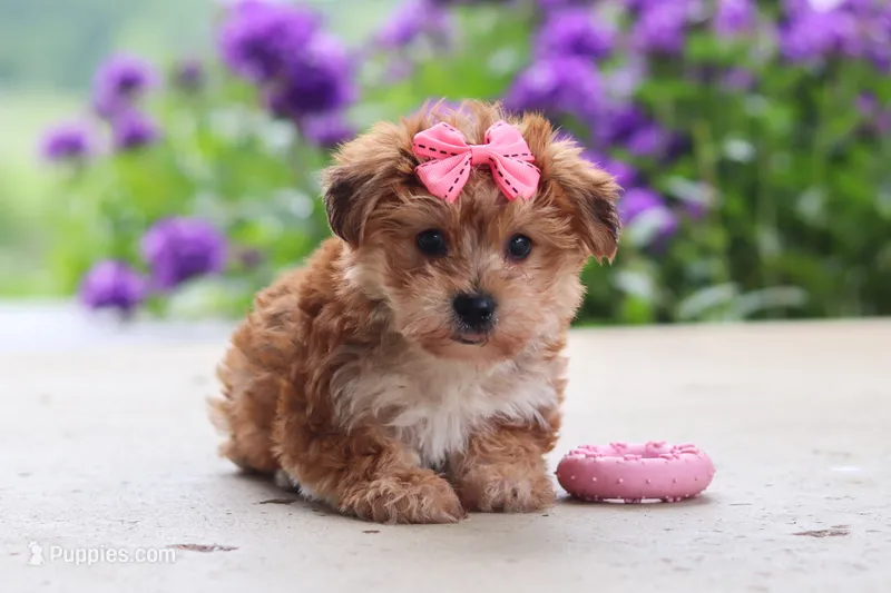 Ruby – Yorkipoo puppy for sale in Baltic, OH