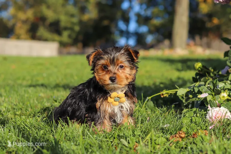 Atlas – Yorkshire Terrier puppy for sale in Baltic, OH