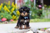 Charlie, a male Yorkipoo for sale in Baltic, OH – 2 of 7