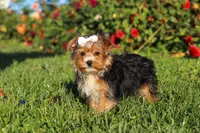 Bella, a female Yorkshire Terrier for sale in Baltic, OH – 5 of 6