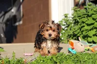 Bella, a female Yorkshire Terrier for sale in Baltic, OH – 2 of 8