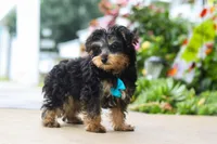 Charlie, a male Yorkipoo for sale in Baltic, OH – 4 of 6