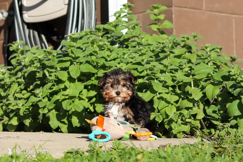 Riley  – Yorkshire Terrier puppy for sale in Baltic, OH