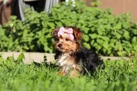 Bella, a female Yorkshire Terrier for sale in Baltic, OH – 3 of 8