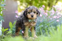 Lincoln, a male Yorkipoo for sale in Baltic, OH – 6 of 9