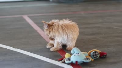 Scooter, a male Yorkshire Terrier for sale in Baltic, OH – 7 of 7