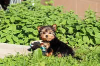 Winnie, a female Yorkshire Terrier for sale in Baltic, OH – 4 of 10