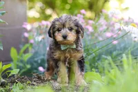 Lincoln, a male Yorkipoo for sale in Baltic, OH – 8 of 9