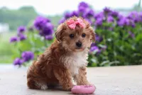 Ruby, a female Yorkipoo for sale in Baltic, OH – 7 of 8