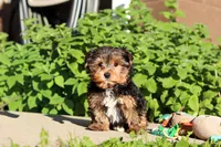 Leo , a male Yorkshire Terrier for sale in Baltic, OH – 3 of 9
