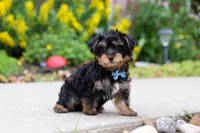 Charlie, a male Yorkipoo for sale in Baltic, OH – 5 of 7