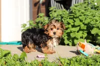 Bella, a female Yorkshire Terrier for sale in Baltic, OH – 6 of 8