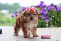 Ruby, a female Yorkipoo for sale in Baltic, OH – 2 of 8