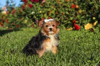 Bella, a female Yorkshire Terrier for sale in Baltic, OH – 2 of 6