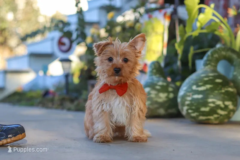 Scooter – Yorkshire Terrier puppy for sale in Baltic, OH