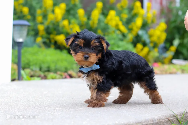 Bear – Yorkshire Terrier puppy for sale in Baltic, OH
