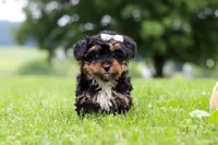 Jewel, a female Yorkipoo for sale in Baltic, OH – 2 of 6