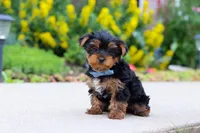 Bear, a male Yorkshire Terrier for sale in Baltic, OH – 6 of 7