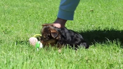 Sadie, a female Yorkipoo for sale in Baltic, OH – 10 of 10