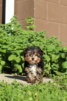 Riley , a male Yorkshire Terrier for sale in Baltic, OH – 6 of 10