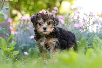 Sadie, a female Yorkipoo for sale in Baltic, OH – 9 of 10