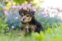 Sadie, a female Yorkipoo for sale in Baltic, OH – 7 of 10