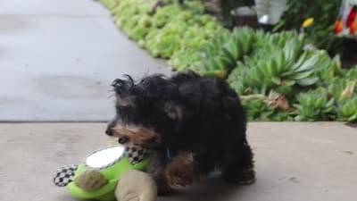 Charlie, a male Yorkipoo for sale in Baltic, OH – 6 of 6