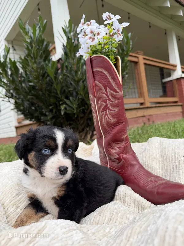 Buck – Miniature Australian Shepherd puppy for sale in Mill Spring, NC