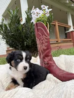 Buck, a male Miniature Australian Shepherd for sale in Mill Spring, NC – 1 of 7