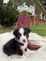 Boots, a male Miniature Australian Shepherd for sale in Mill Spring, NC – 3 of 5