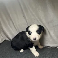 Rose, a female Miniature Australian Shepherd for sale in Mill Spring, NC – Photo 2 of 7