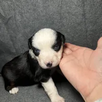 Rose, a female Miniature Australian Shepherd for sale in Mill Spring, NC – Photo 3 of 7