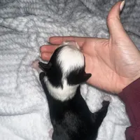 Rose, a female Miniature Australian Shepherd for sale in Mill Spring, NC – Photo 4 of 7
