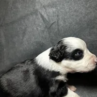 Rose, a female Miniature Australian Shepherd for sale in Mill Spring, NC – Photo 7 of 7