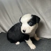 Rose, a female Miniature Australian Shepherd for sale in Mill Spring, NC – Photo 1 of 7