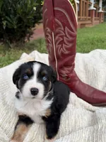 Buck, a male Miniature Australian Shepherd for sale in Mill Spring, NC – 6 of 7