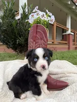Boots, a male Miniature Australian Shepherd for sale in Mill Spring, NC – 5 of 5