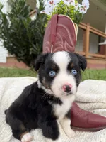 Boots, a male Miniature Australian Shepherd for sale in Mill Spring, NC – 4 of 5