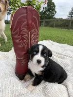 Buck, a male Miniature Australian Shepherd for sale in Mill Spring, NC – 3 of 7