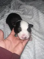 processed/329686cc-7eb4-409a-a47f-f371d3219133/listing/7cb07ea5-f4b1-4f4d-a1c4-00abd4d6b78b/f8f6328d-f0bd-44ef-b119-d7956a3eccf8