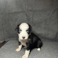 Lily, a female Miniature Australian Shepherd for sale in Mill Spring, NC – Photo 4 of 6