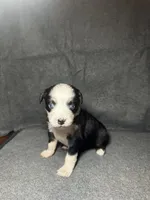 Lily, a female Miniature Australian Shepherd for sale in Mill Spring, NC – Photo 4 of 6