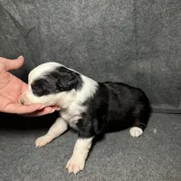 Lily, a female Miniature Australian Shepherd for sale in Mill Spring, NC – Photo 6 of 6