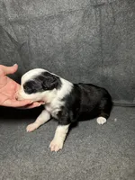 Lily, a female Miniature Australian Shepherd for sale in Mill Spring, NC – Photo 6 of 6