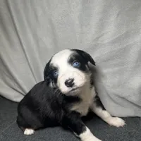 Lily, a female Miniature Australian Shepherd for sale in Mill Spring, NC – Photo 2 of 6