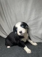 Lily, a female Miniature Australian Shepherd for sale in Mill Spring, NC – Photo 2 of 6