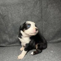 Lily, a female Miniature Australian Shepherd for sale in Mill Spring, NC – Photo 5 of 6