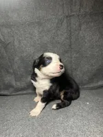 Lily, a female Miniature Australian Shepherd for sale in Mill Spring, NC – Photo 5 of 6