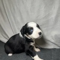 Lily, a female Miniature Australian Shepherd for sale in Mill Spring, NC – Photo 1 of 6