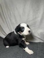 Lily, a female Miniature Australian Shepherd for sale in Mill Spring, NC – Photo 1 of 6
